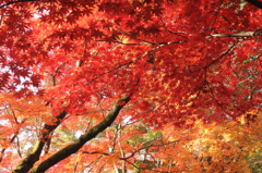 神社の紅葉