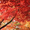 神社の紅葉