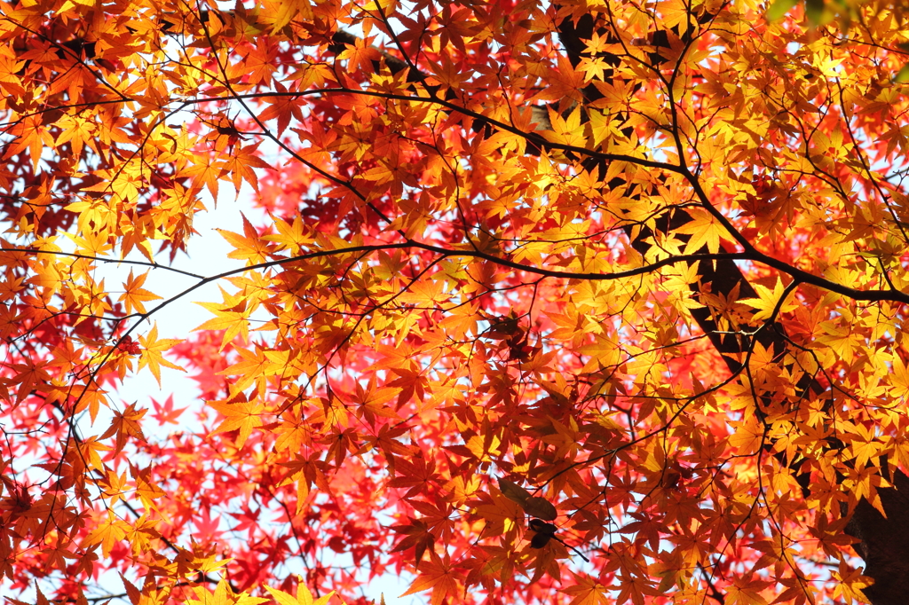 神社の紅葉