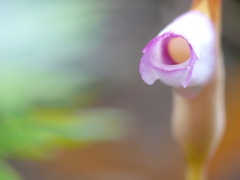 ナンバンギセル