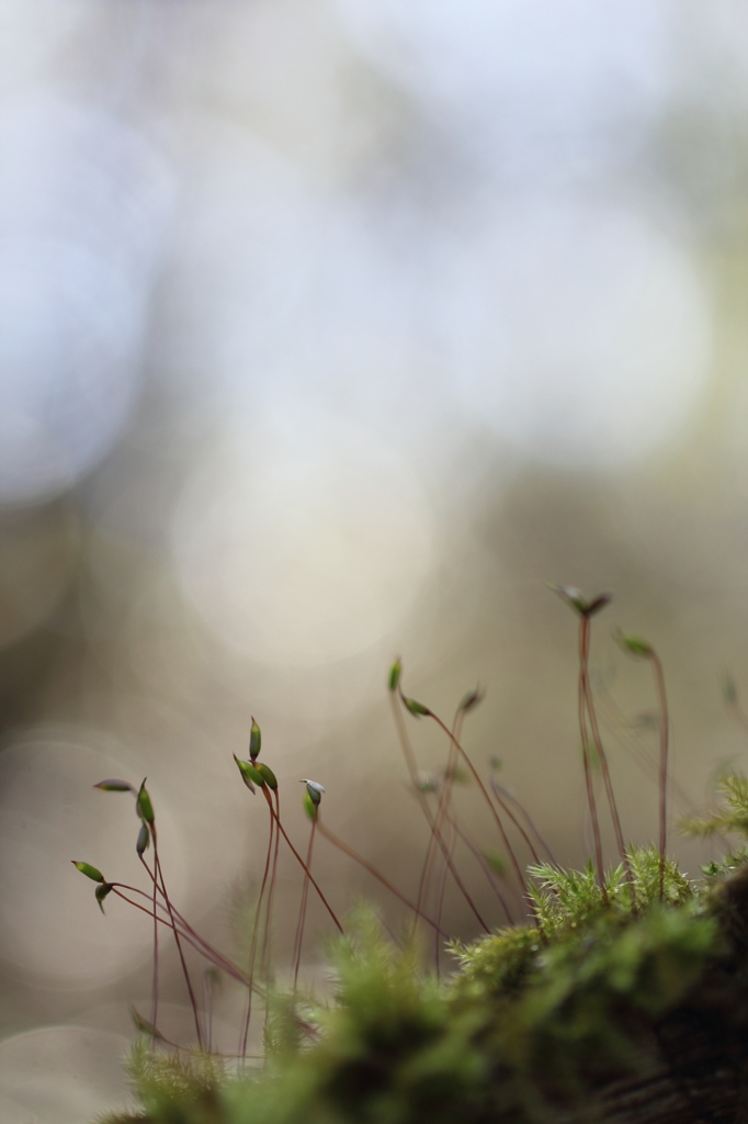 苔に