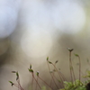 苔に