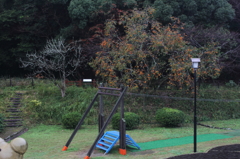 公園の秋
