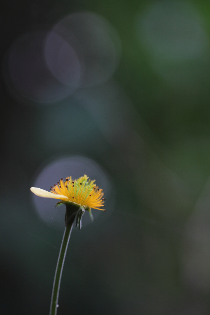 花後２