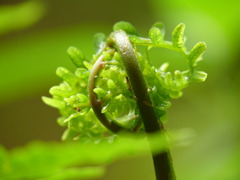 シダの葉の芽吹き