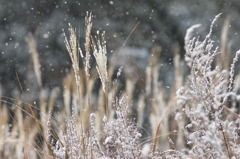 雪が降った日