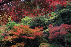 公園の彩り