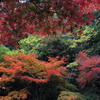 公園の彩り