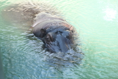 動物園にて