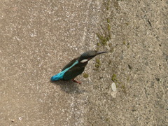 カワセミ
