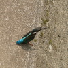 カワセミ
