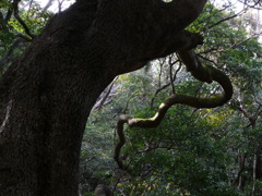 木々