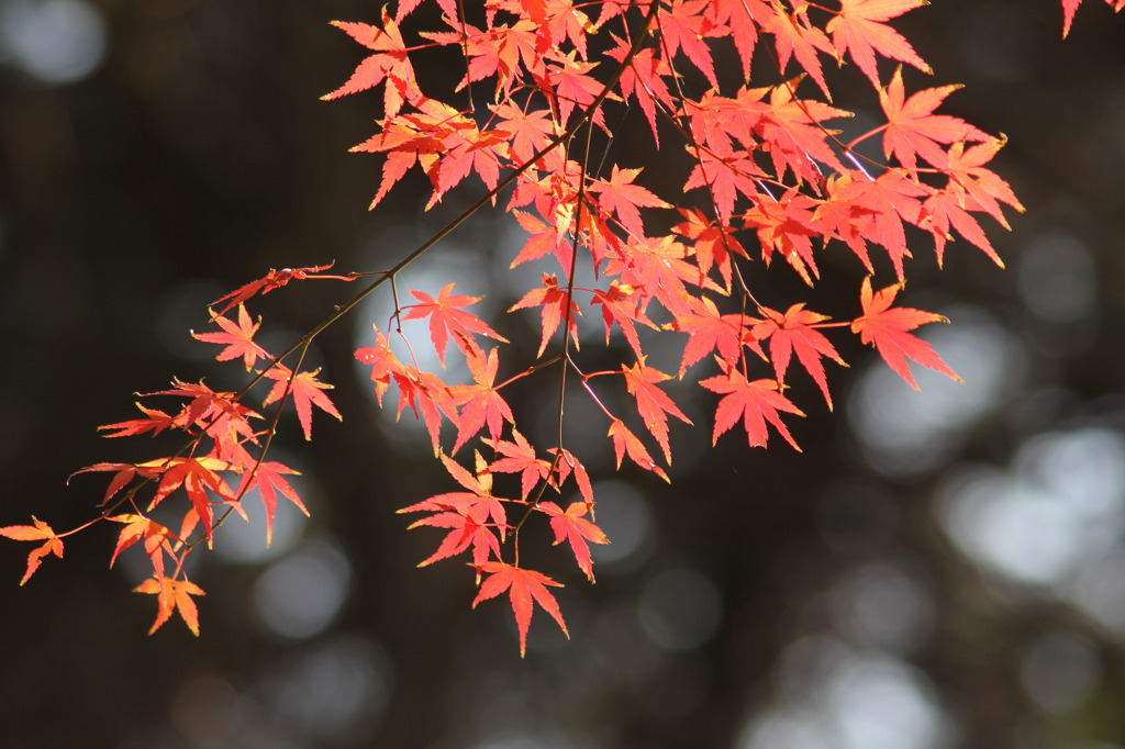 紅葉