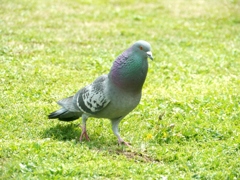 こんな日は鳩も地面を散歩