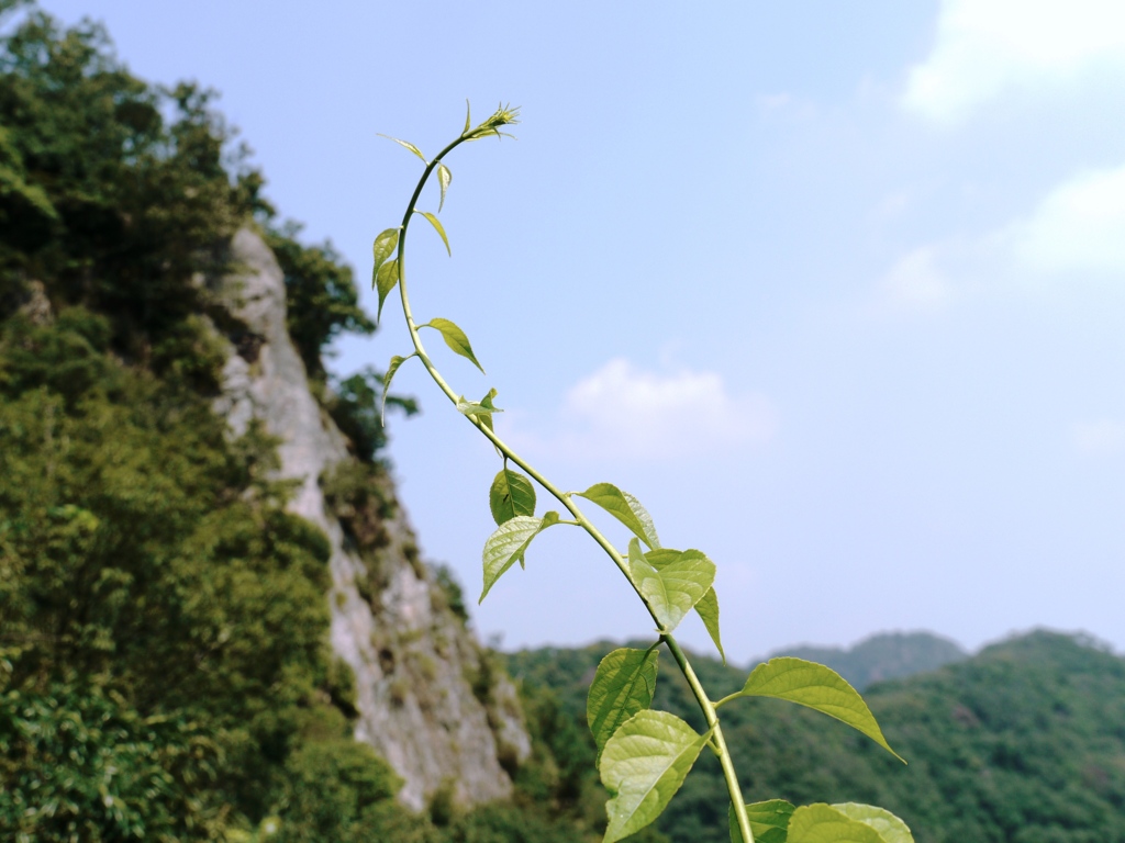 崖と新芽