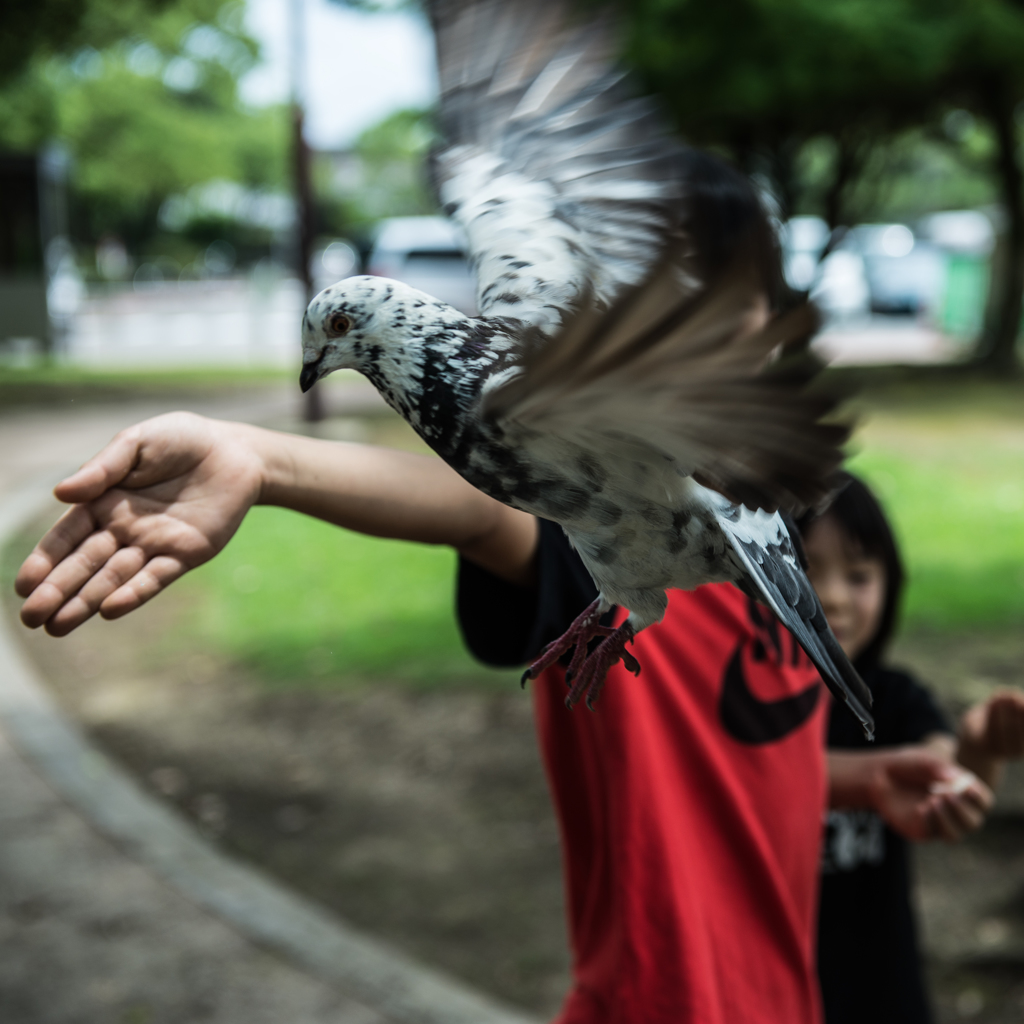 hato.