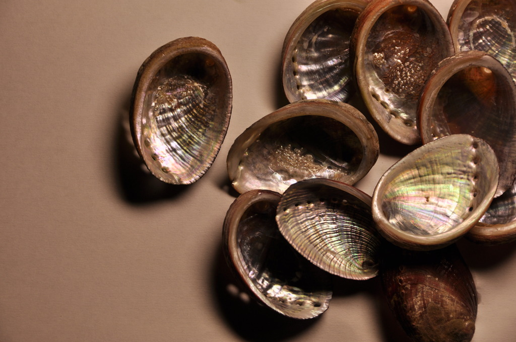 Haliotis diversicolor 