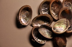 Haliotis diversicolor 