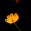 C.