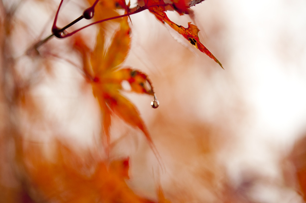 紅彩の泪