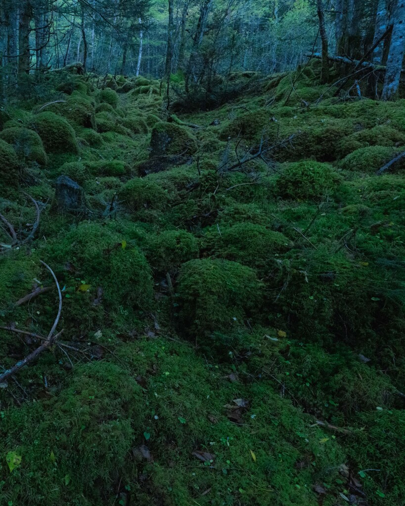 八ヶ岳　苔の森