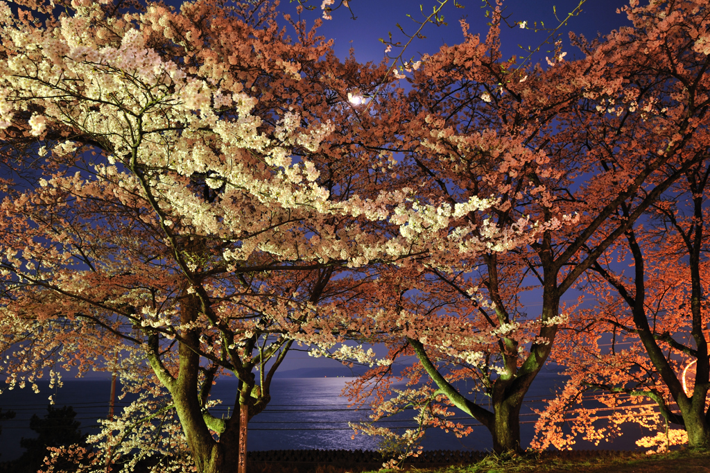 能登鹿島駅の桜