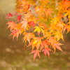 明るく紅葉