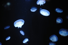 静