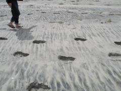 giant trace