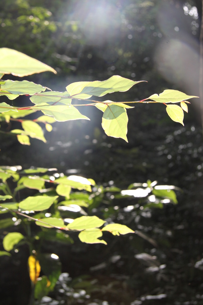 SHINE