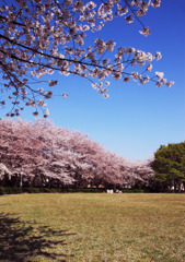 桜傘