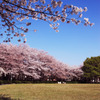 桜傘