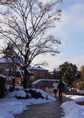 積雪の散路