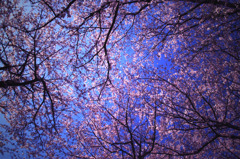 桜空