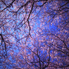 桜空