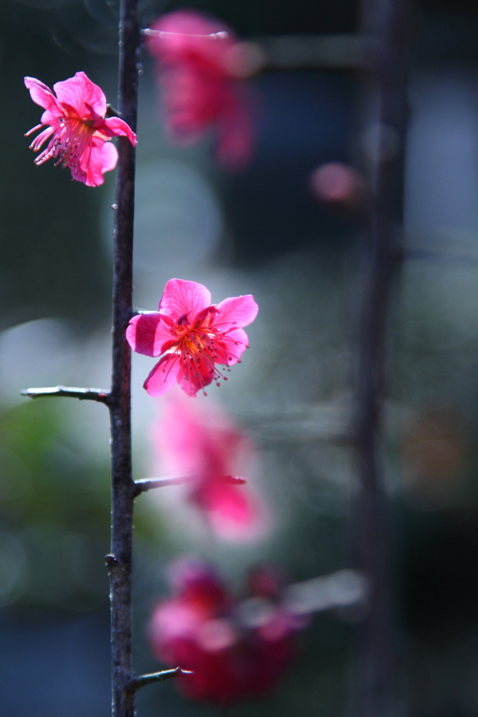一点の紅