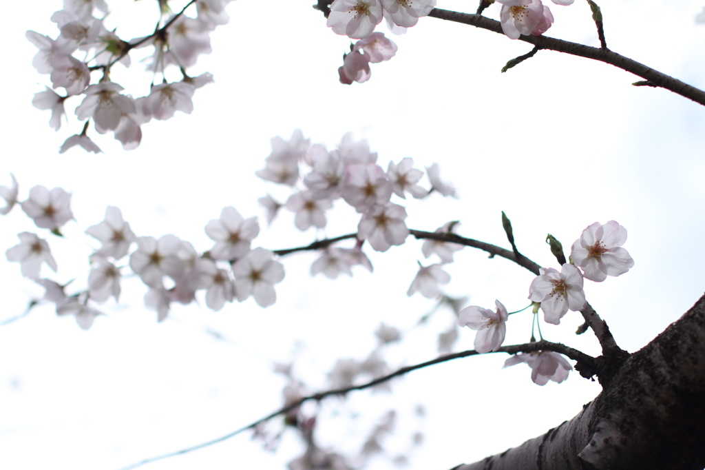 和紋様　ー春ー