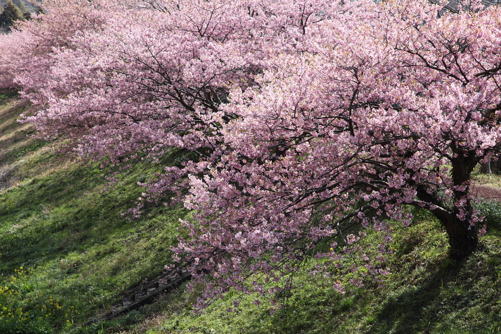 桜色の散歩道