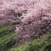 桜色の散歩道