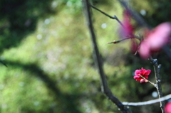 紅梅と、春光に輝く苔と