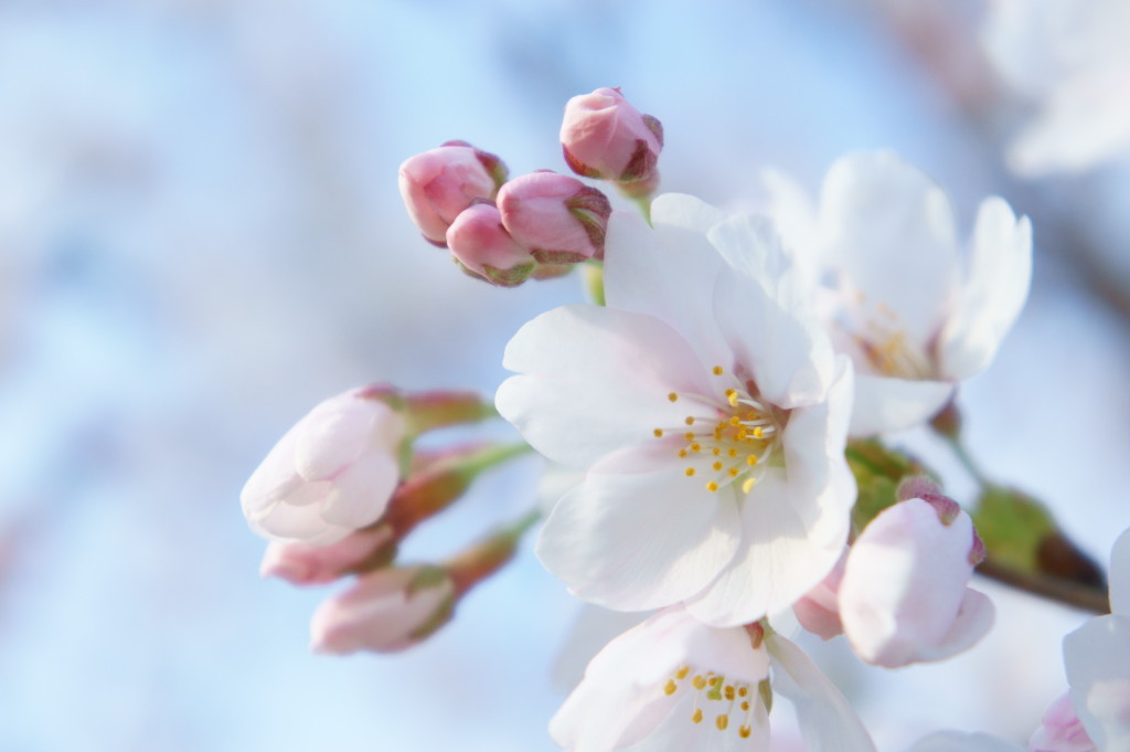 通勤桜
