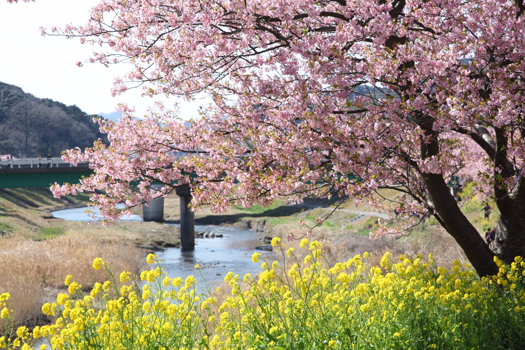 ほのぼの川辺