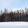 雪原の朝