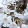 静かにおおらかに