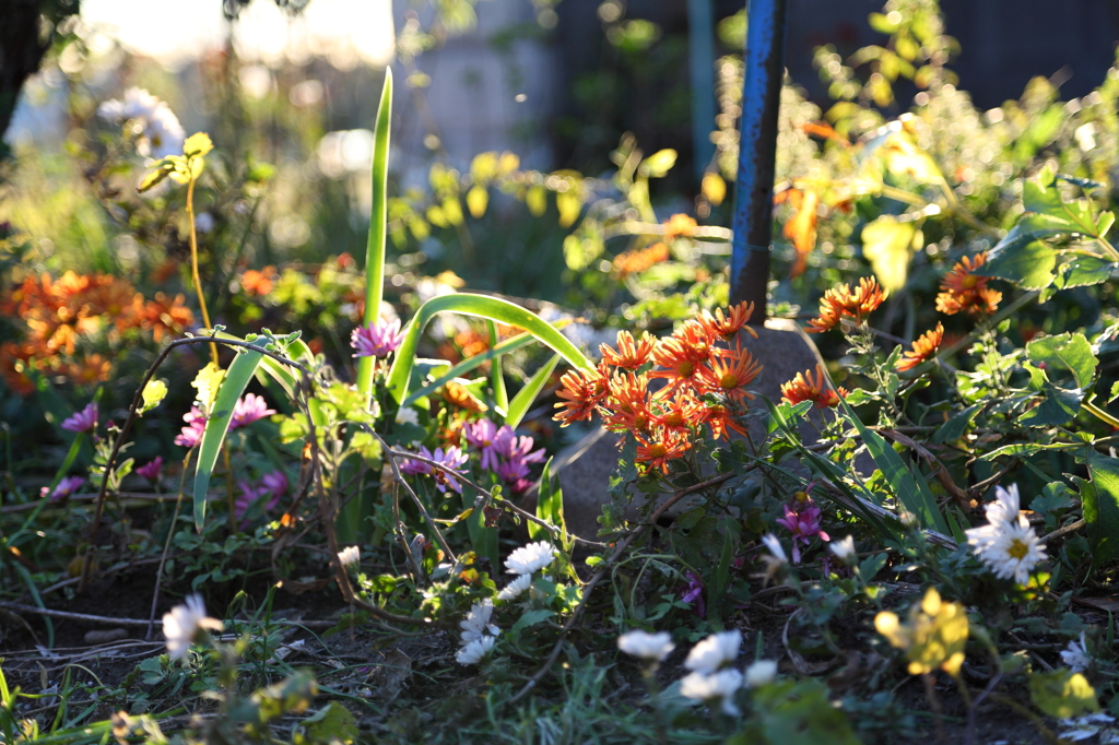 color mixture（秋の光をあびて）