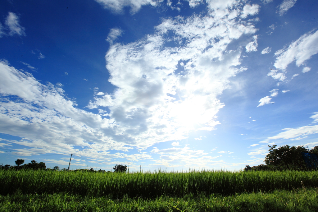 青空、緑、純白、・・・夏を待つ楽しみ