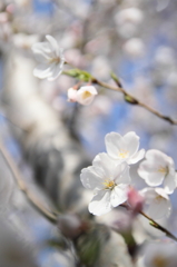 笑顔の花びらと幹と