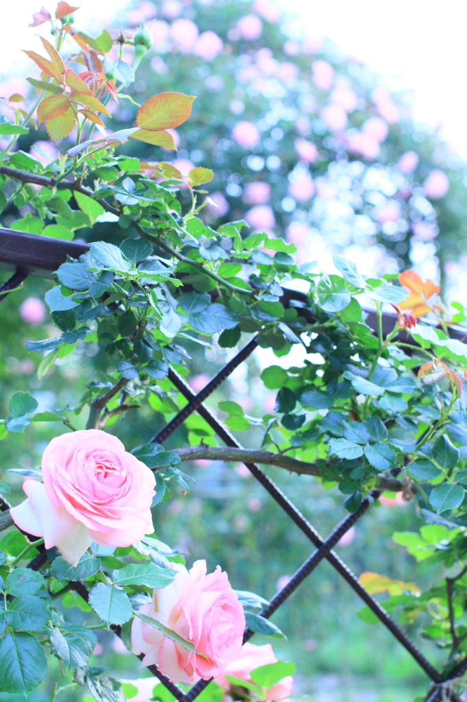 バラガーデン　Ⅱ