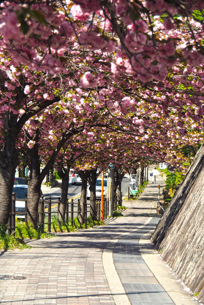 八重桜トンネル