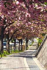 八重桜トンネル